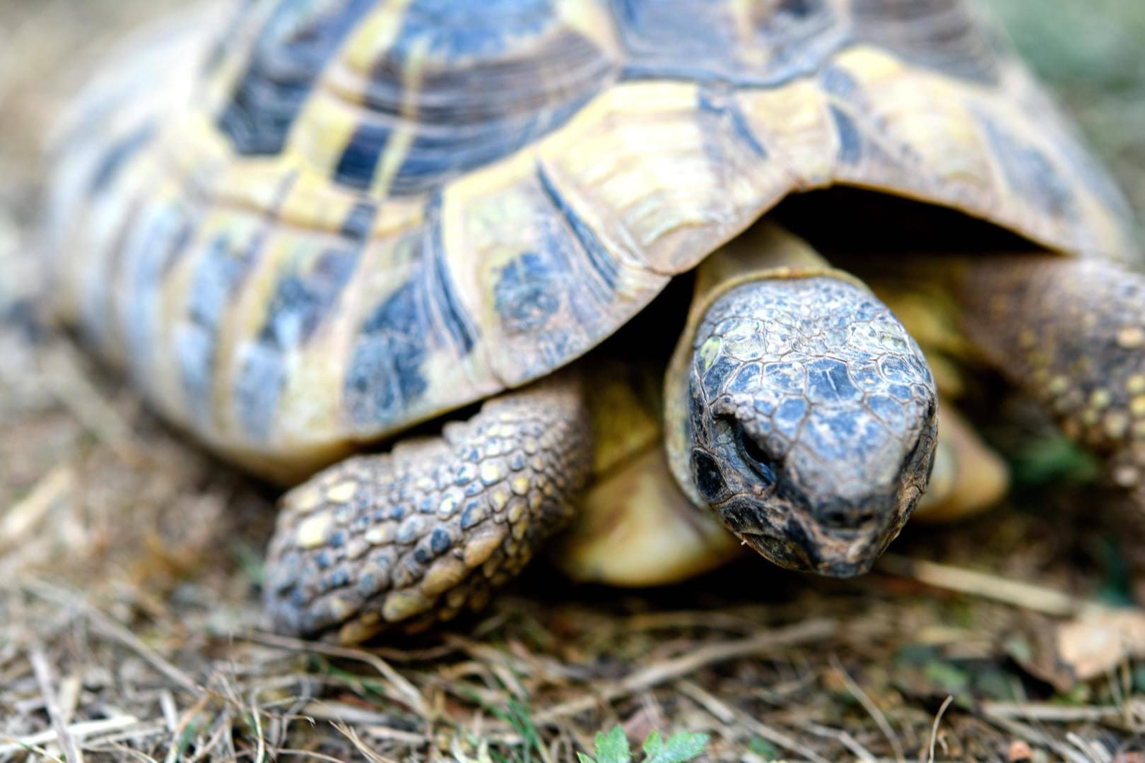 Eine Schildkröte: Der harte Panzer schützt die Tiere nicht nur vor Jägern.