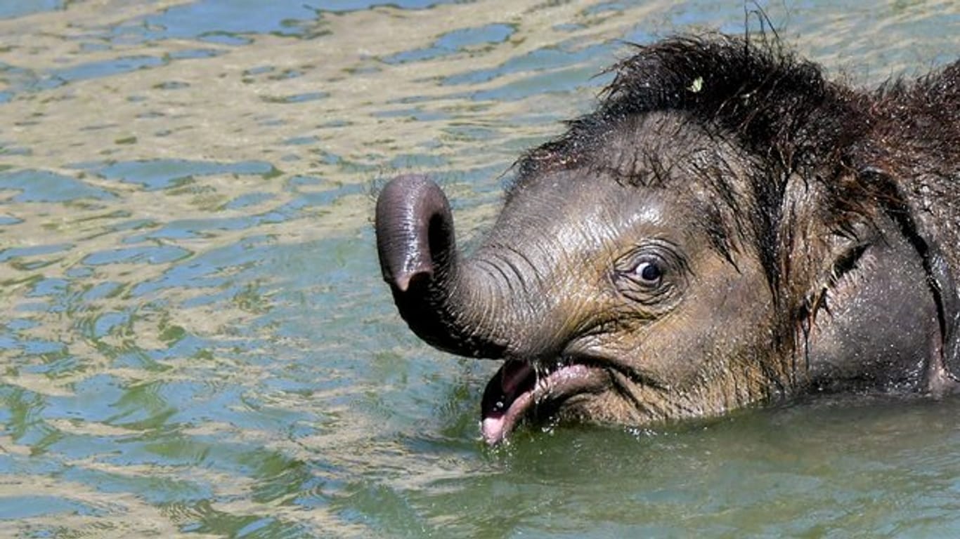 Der kleine Elefantenbulle Ben Long badet im Leipziger Zoo: Nun wird das acht Monate alte Tier intensiv medizinisch behandelt. (Archivbild)