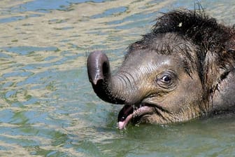 Der kleine Elefantenbulle Ben Long badet im Leipziger Zoo: Nun wird das acht Monate alte Tier intensiv medizinisch behandelt. (Archivbild)