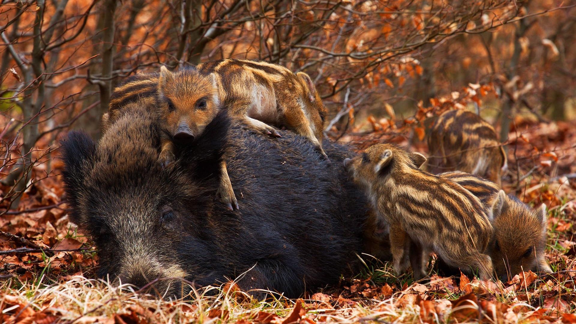 Eine Wildschwein Bache mit ihren Frischlingen: Gewöhnlich sind die Tiere sehr scheu.