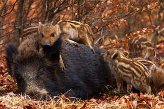 Eine Wildschwein Bache mit ihren Frischlingen: Gewöhnlich sind die Tiere sehr scheu.