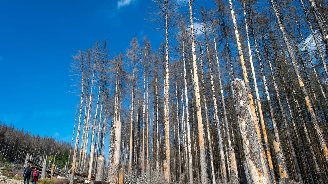 Die Nadelbäume in Sachsen sind dem Borkenkäfer zum Opfer gefallen.