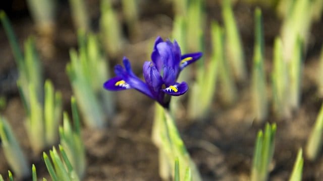 Damit Kaltkeimer wie die Schwertlilie (Iris) erblühen, müssen die Samen rechtzeitig ausgesät werden.