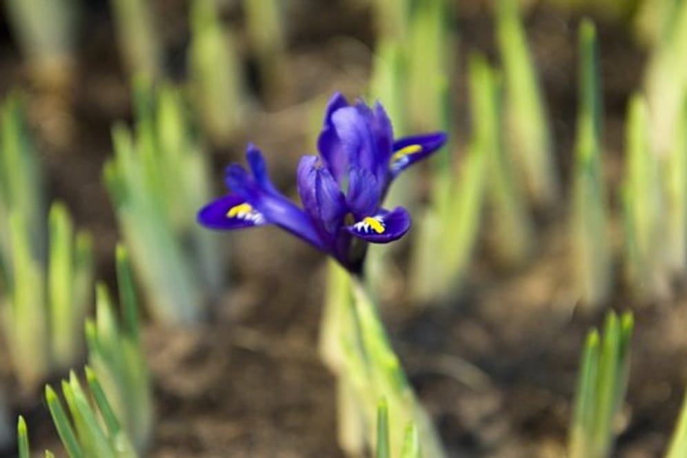 Damit Kaltkeimer wie die Schwertlilie (Iris) erblühen, müssen die Samen rechtzeitig ausgesät werden.