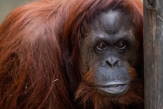 Orang-Utan-Weibchen Sandra im Ökopark in Buenos Aires: Sandra wurde ursprünglich in Deutschland geboren.