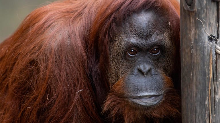 Orang-Utan-Weibchen Sandra im Ökopark in Buenos Aires: Sandra wurde ursprünglich in Deutschland geboren.