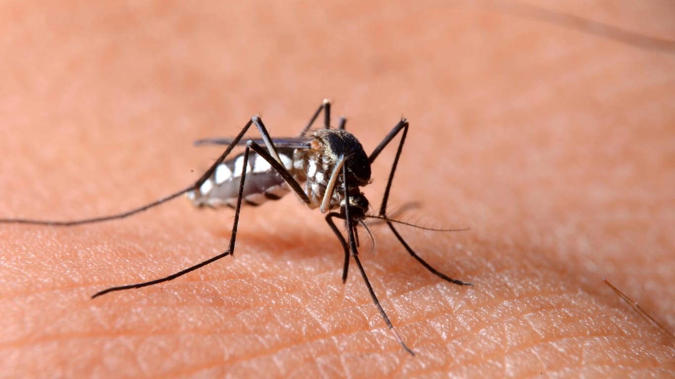 Stechmücke auf der Haut: Sie kann den West-Nil-Virus übertragen.