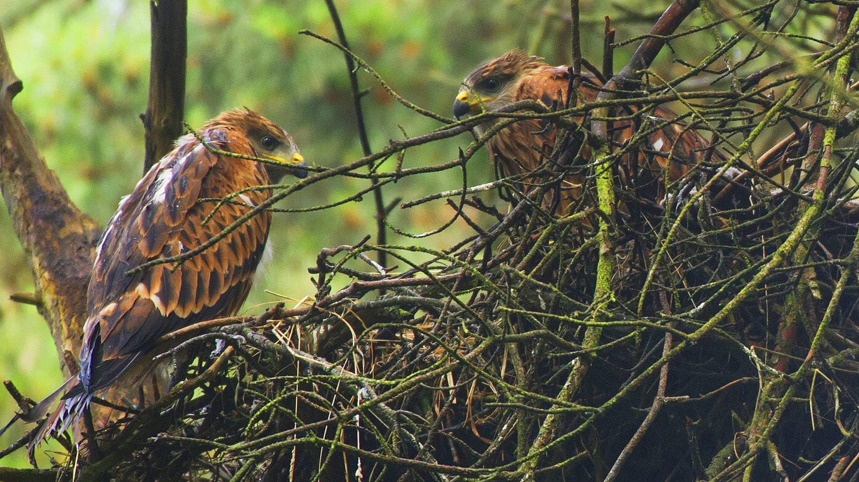 Zwei Rotmilan-Jungvögel am Horst in einem Baum (Symbolbild): Der Mann muss 4.500 Euro Strafe für die Zerstörung zahlen.