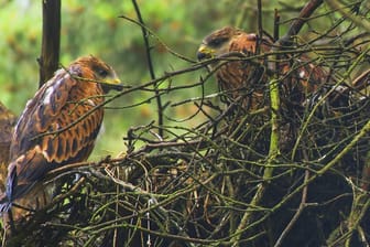 Zwei Rotmilan-Jungvögel am Horst in einem Baum (Symbolbild): Der Mann muss 4.500 Euro Strafe für die Zerstörung zahlen.