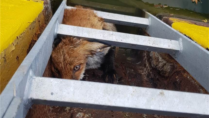 Eingeklemmter Fuchs: Die Feuerwehr musste das Wildtier aus dem Dortmund-Ems-Kanal retten.