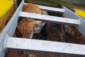 Eingeklemmter Fuchs: Die Feuerwehr musste das Wildtier aus dem Dortmund-Ems-Kanal retten.