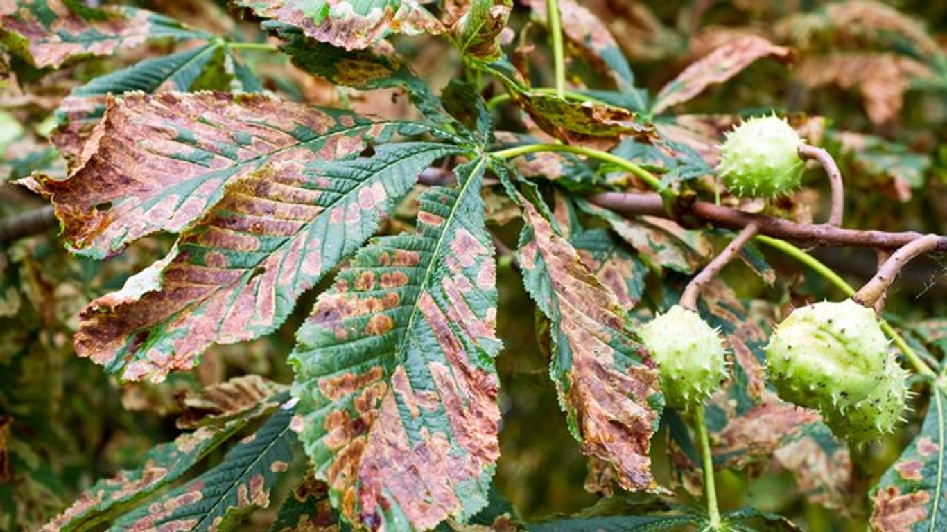 Flexckig bräunlich verfärbte Blätter eines Kastanienbaumes im brandenburgischen Neuhardenberg deuten auf den Befall mit Miniermotten hin.