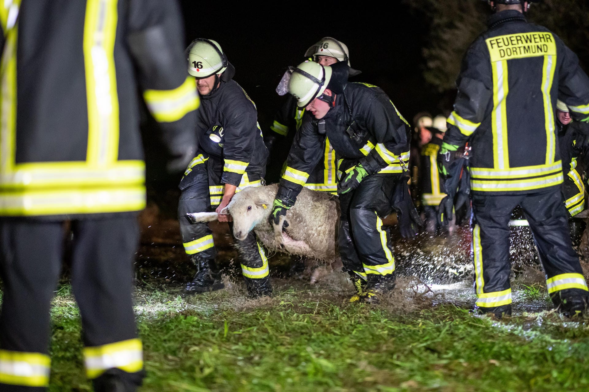 Dramatischer Einsatz in Dortmund: Feuerwehrkräfte tragen Schafe über eine überflutete Wiese. Starke Regenfälle hatten eine Weide mit rund 300 Schafen geflutet.