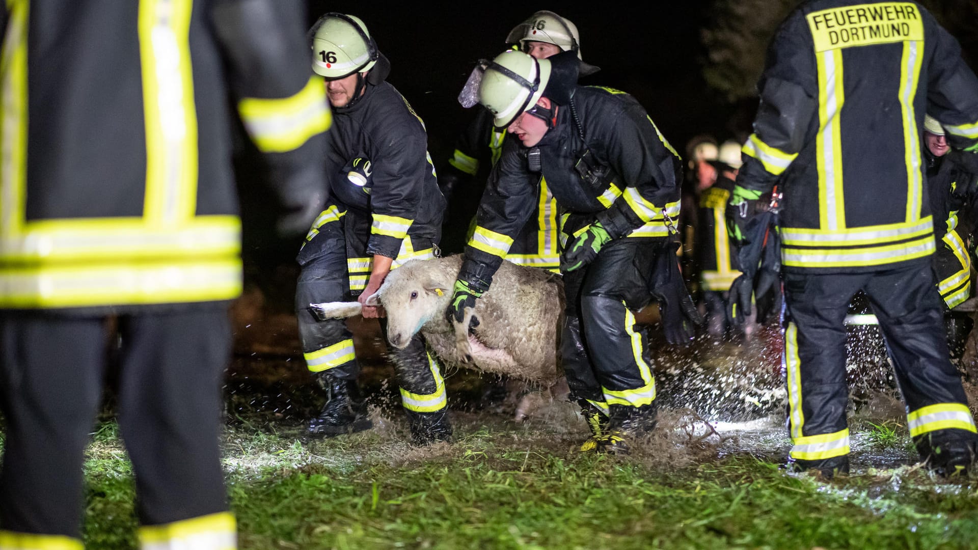 Dramatischer Einsatz in Dortmund: Feuerwehrkräfte tragen Schafe über eine überflutete Wiese. Starke Regenfälle hatten eine Weide mit rund 300 Schafen geflutet.