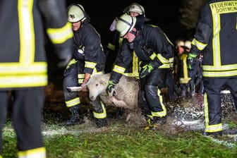 Dramatischer Einsatz in Dortmund: Feuerwehrkräfte tragen Schafe über eine überflutete Wiese. Starke Regenfälle hatten eine Weide mit rund 300 Schafen geflutet.