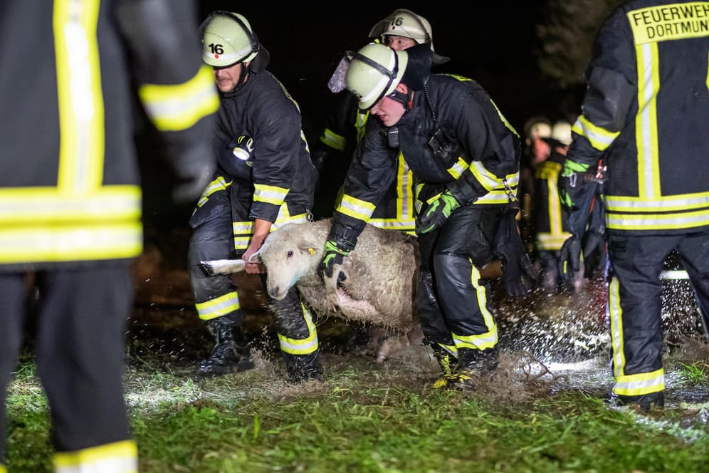 Dramatischer Einsatz in Dortmund: Feuerwehrkräfte tragen Schafe über eine überflutete Wiese. Starke Regenfälle hatten eine Weide mit rund 300 Schafen geflutet.