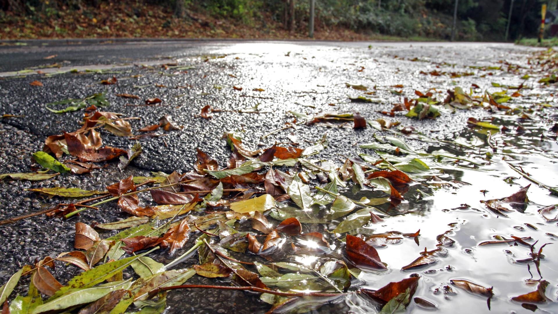 Herbstlaub auf nasser Straße: Die Woche startet herbstlich. (Archivbild)