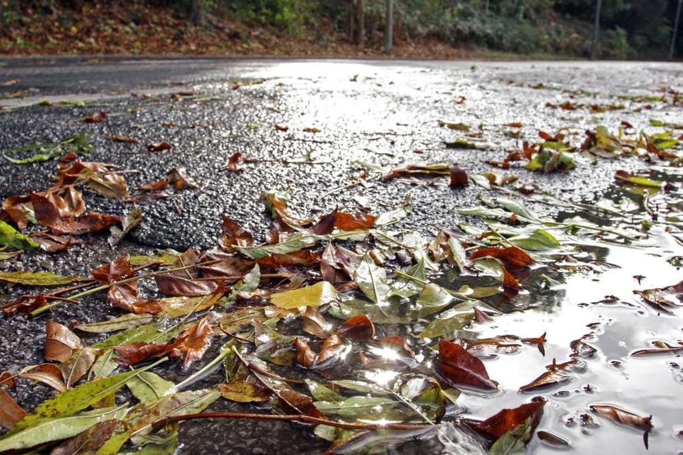 Herbstlaub auf nasser Straße: Die Woche startet herbstlich. (Archivbild)