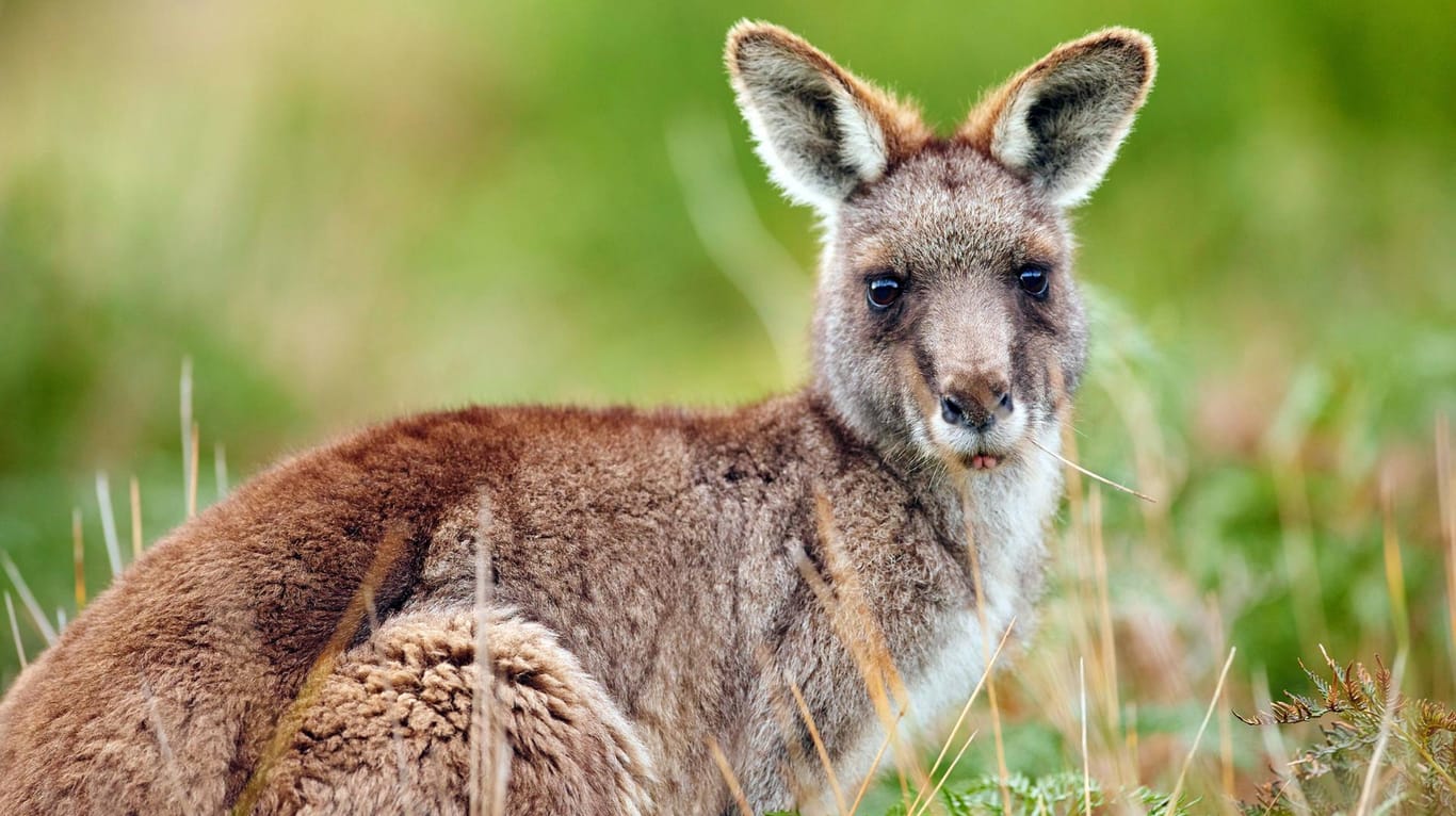 Känguru in Australien: 20 Tiere sollen absichtlich überfahren worden sein. (Symbolbild)
