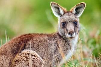 Känguru in Australien: 20 Tiere sollen absichtlich überfahren worden sein. (Symbolbild)