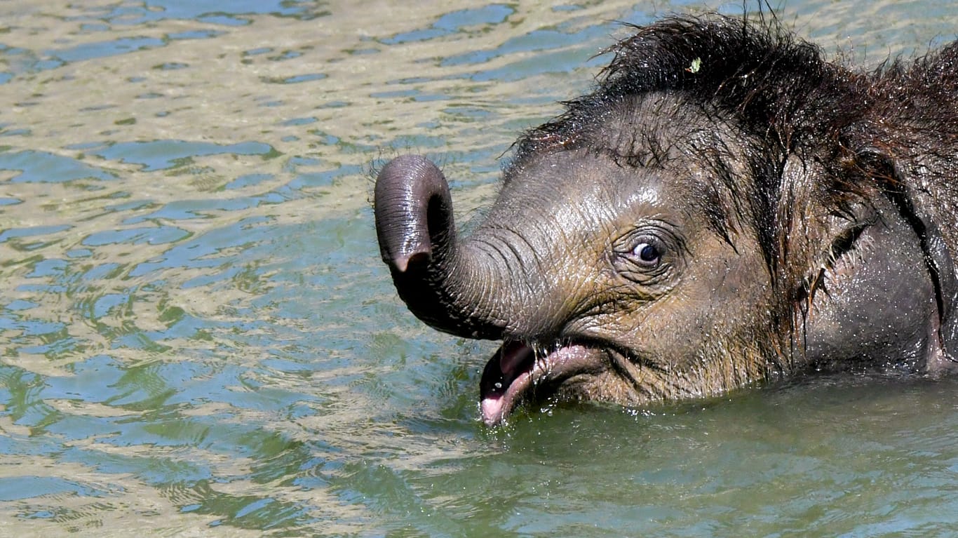Elefantenbaby Bền Lòng im Leipziger Zoo: Der kleine Bulle war schon länger krank gewesen.