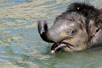 Elefantenbaby Bền Lòng im Leipziger Zoo: Der kleine Bulle war schon länger krank gewesen.