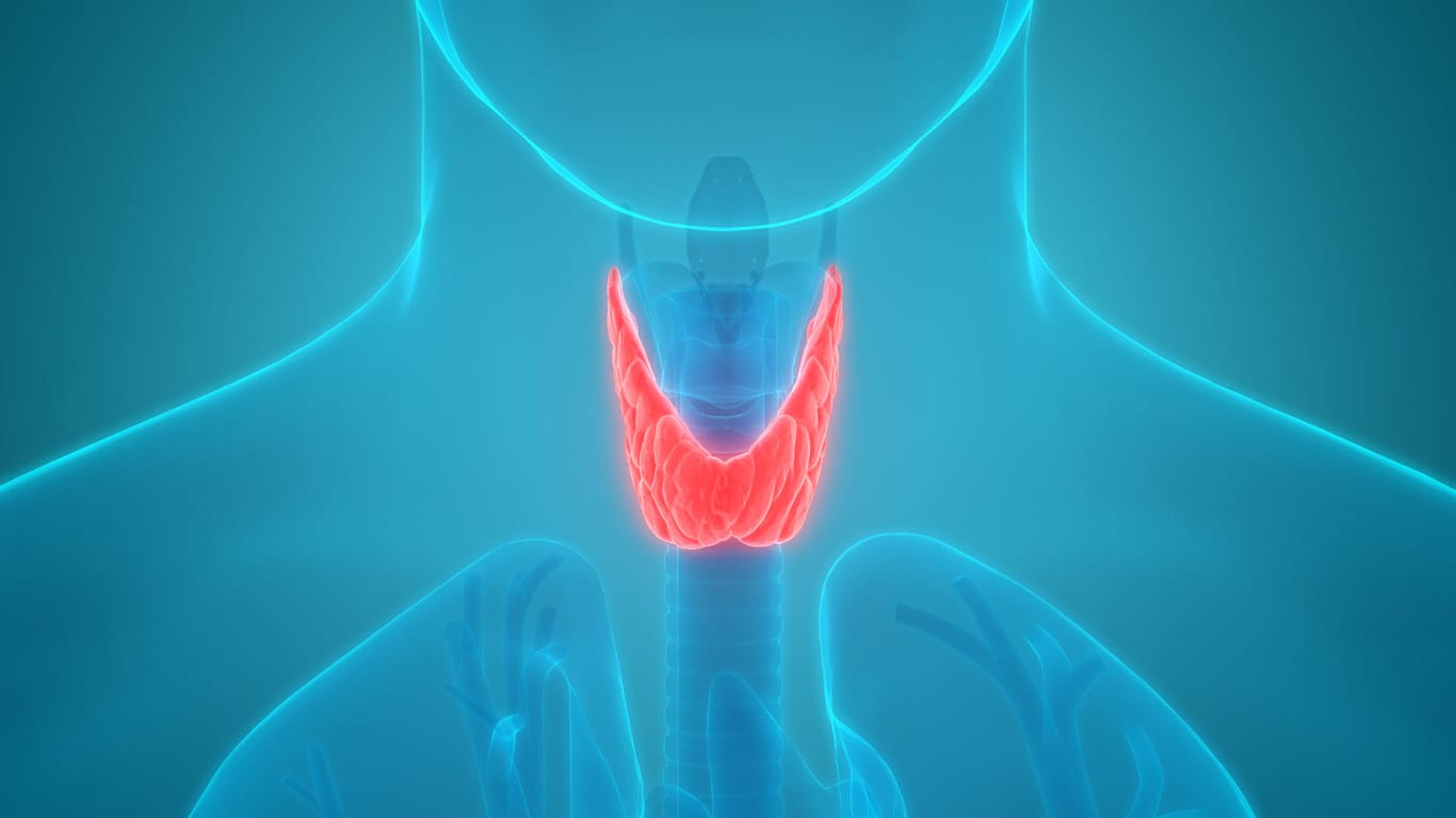 Abbildung einer Schilddrüse: Das walnussgroße Organ liegt an der Vorderseite des Halses.