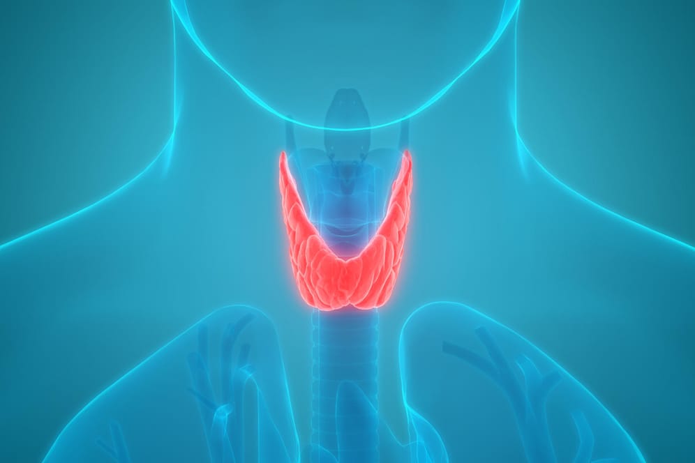 Abbildung einer Schilddrüse: Das walnussgroße Organ liegt an der Vorderseite des Halses.