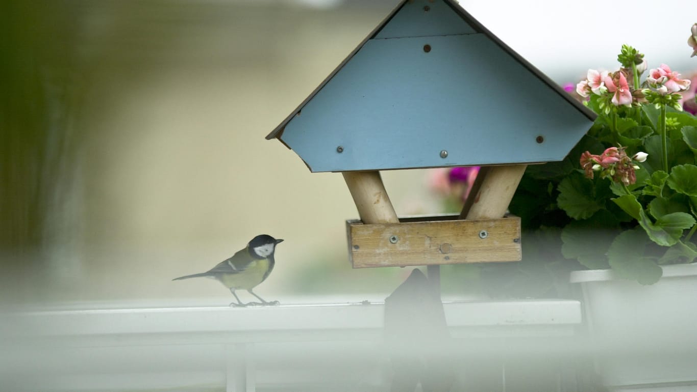 Meise an einem Vogelhäuschen: Eine bestimmte Vogelart darf in der Regel auf Balkonen nicht gefüttert werden.