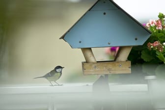 Meise an einem Vogelhäuschen: Eine bestimmte Vogelart darf in der Regel auf Balkonen nicht gefüttert werden.