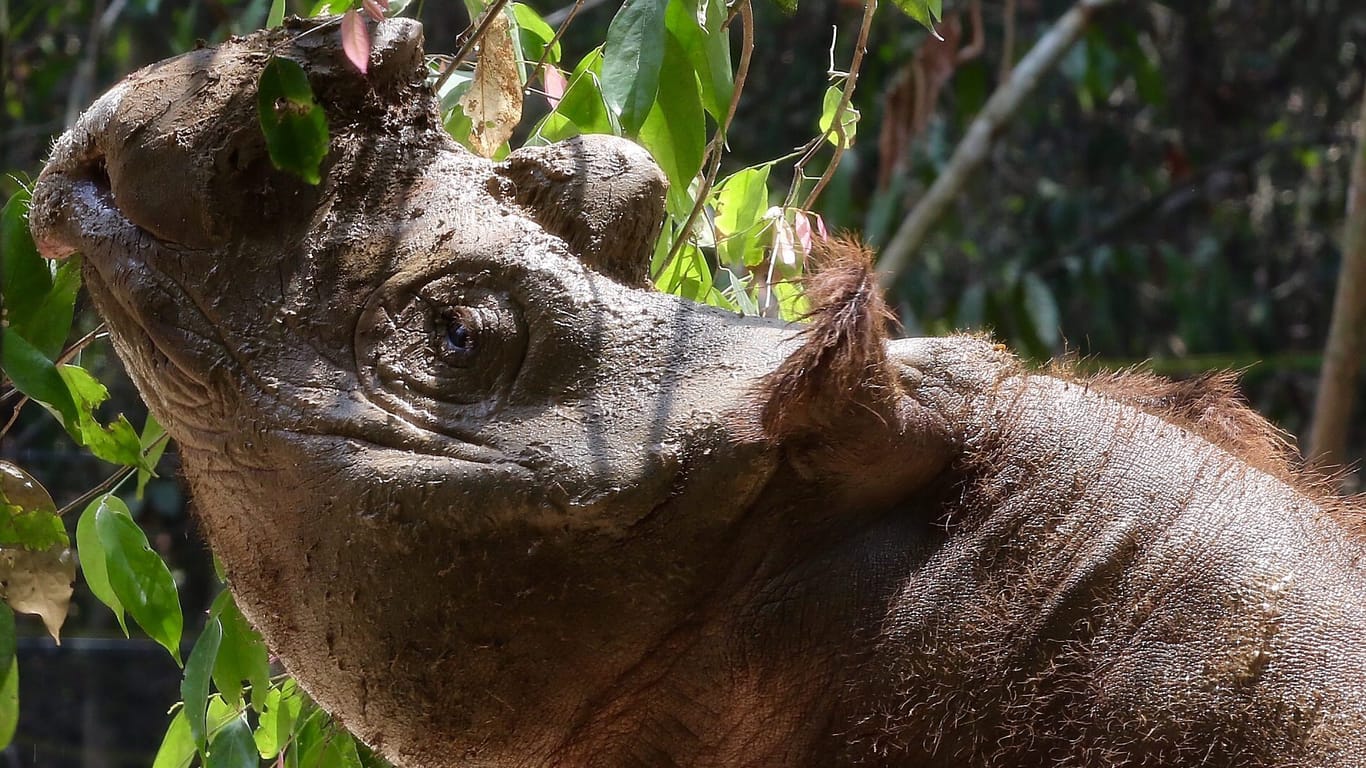 Ein Sumatra-Nashorn: Seine Art ist vom Aussterben bedroht.