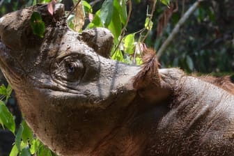 Ein Sumatra-Nashorn: Seine Art ist vom Aussterben bedroht.