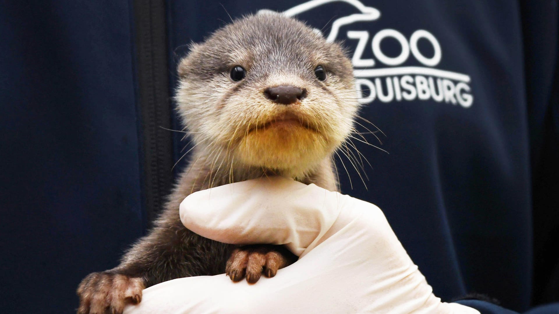 Ein Zwergotter auf der Hand eines Duisburger Zoomitarbeiters: Die Tiere gelten als sehr sozial. Ein Zwergotter auf der Hand eines Duisburger Zoomitarbeiters: Die Tiere gelten als sehr sozial.