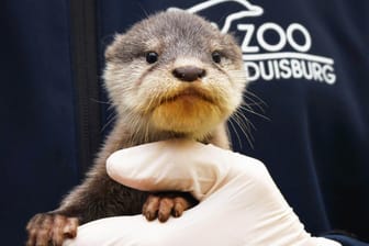 Ein Zwergotter auf der Hand eines Duisburger Zoomitarbeiters: Die Tiere gelten als sehr sozial.