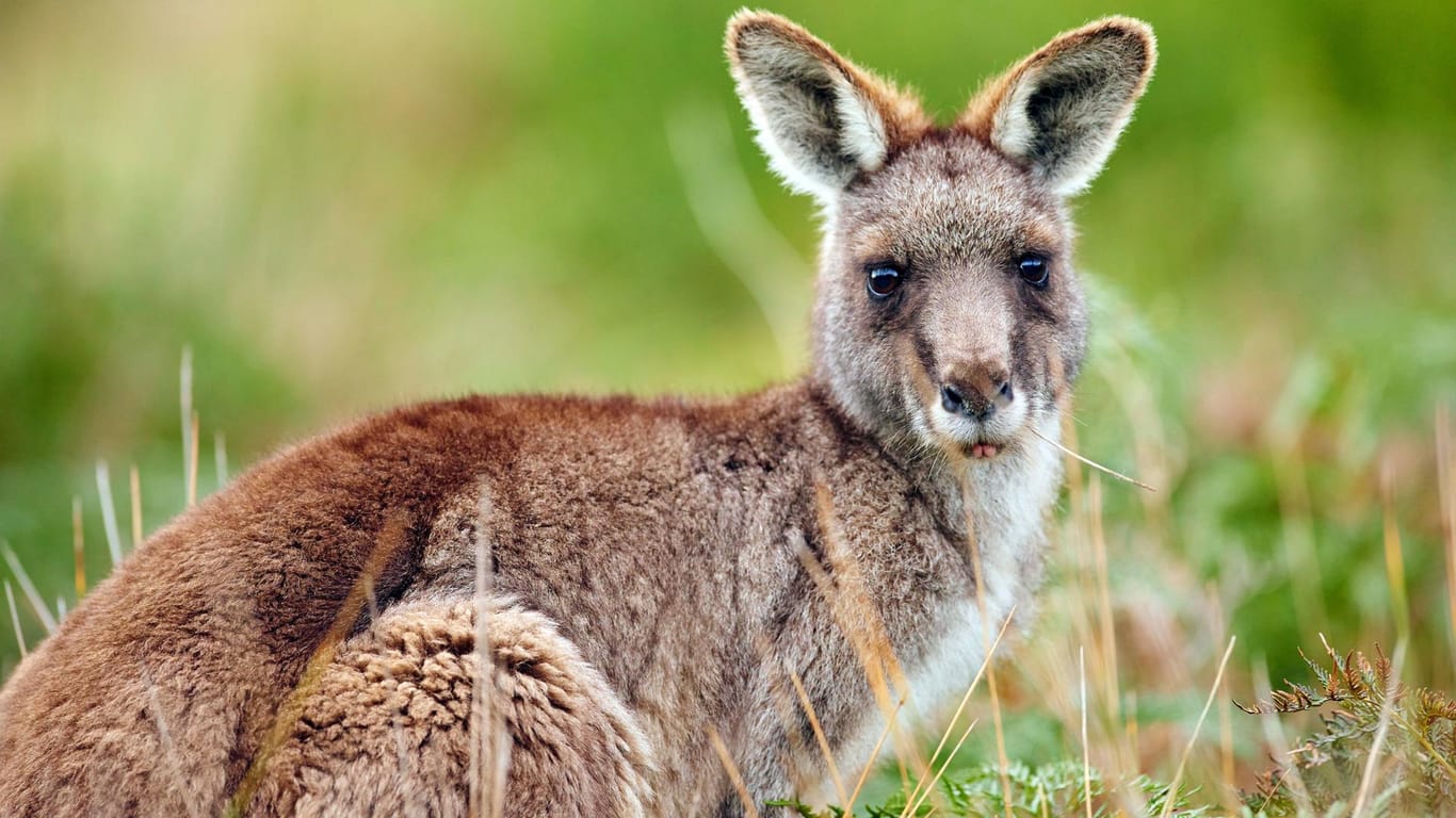 Ein Känguru in Australien (Symbolbild): Einem Teenager droht eine Haftstrafe, weil er 20 der Tiere absichtlich getötet haben soll.