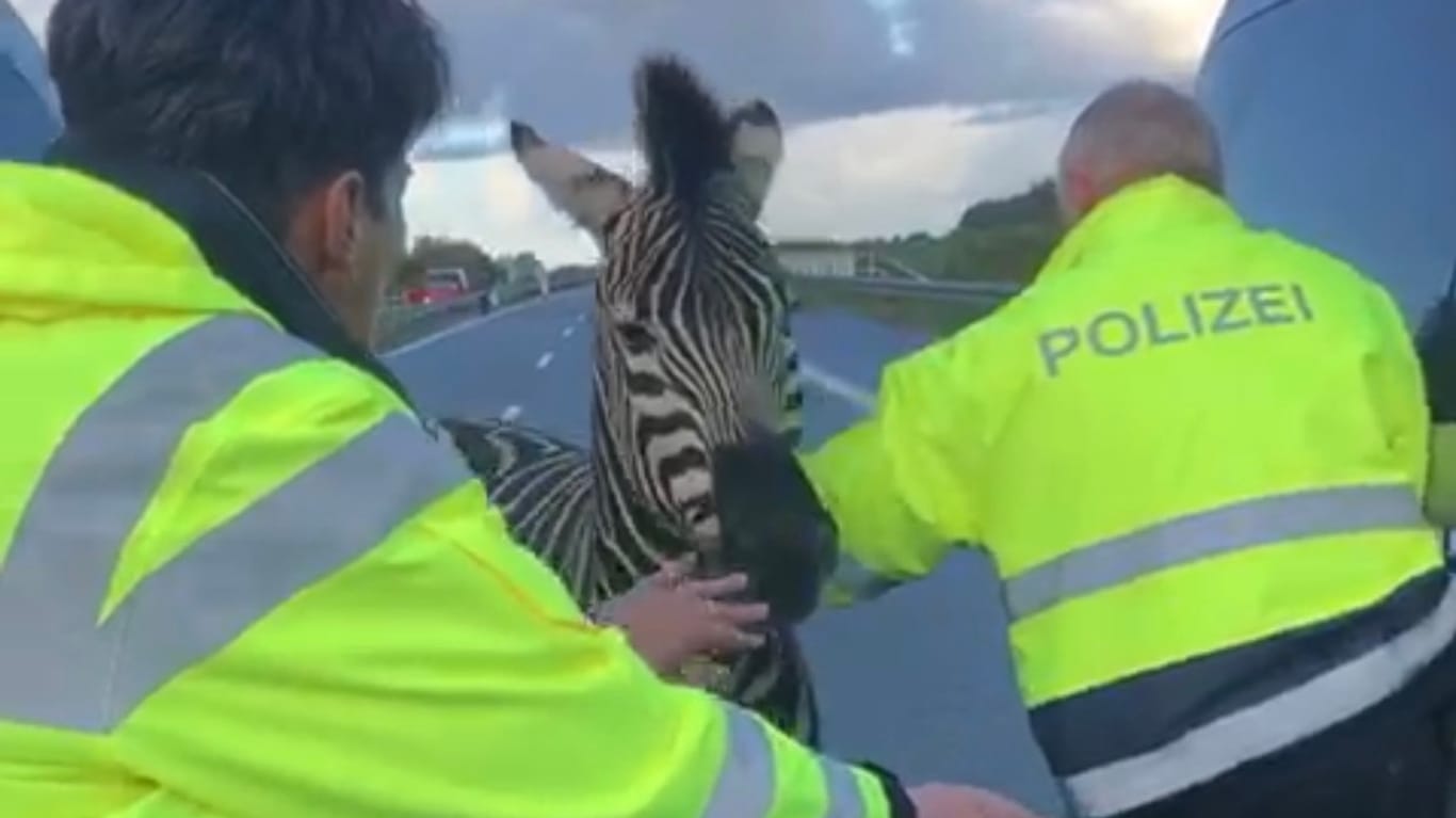 Polizisten fangen ein entlaufendes Zebra ein: Das andere Tier hat einen Unfall auf der A20 verursacht.