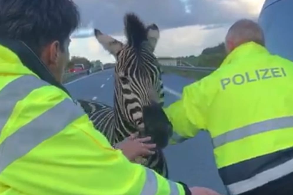 Polizisten fangen ein entlaufendes Zebra ein: Das andere Tier hat einen Unfall auf der A20 verursacht.