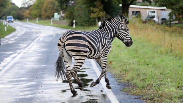 Das Zebra war mit einem Artgenossen in der Nacht aus dem Zirkus in Tessin ausgebüxt. Das Zebra war mit einem Artgenossen in der Nacht aus dem Zirkus in Tessin ausgebüxt.