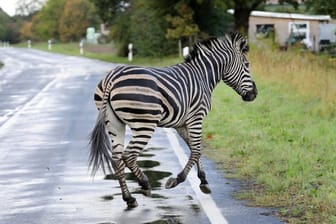 Das Zebra war mit einem Artgenossen in der Nacht aus dem Zirkus in Tessin ausgebüxt.