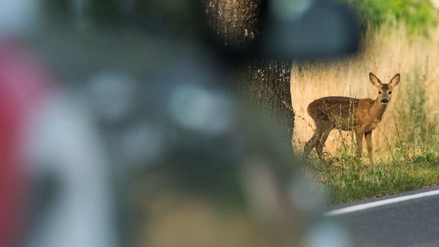 Achtung, Wildwechsel: Im Herbst sollten Autofahrer besonders auf Landstraßen aufmerksam unterwegs sein. Achtung, Wildwechsel: Im Herbst sollten Autofahrer besonders auf Landstraßen aufmerksam unterwegs sein.