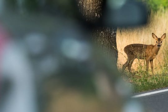 Achtung, Wildwechsel: Im Herbst sollten Autofahrer besonders auf Landstraßen aufmerksam unterwegs sein.