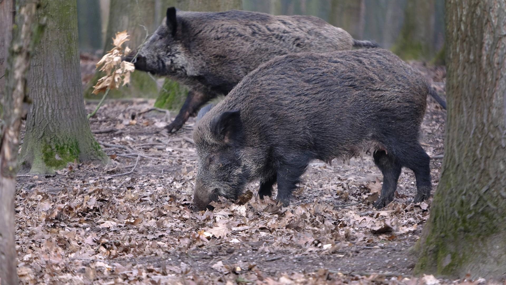 Wildschweine auf Futtersuche im Wald: Immer mehr Hagener berichten von einer zunehmenden Wildschweinplage.