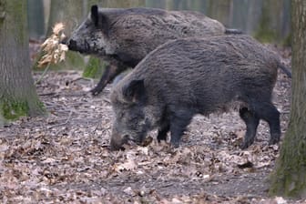Wildschweine auf Futtersuche im Wald: Immer mehr Hagener berichten von einer zunehmenden Wildschweinplage.
