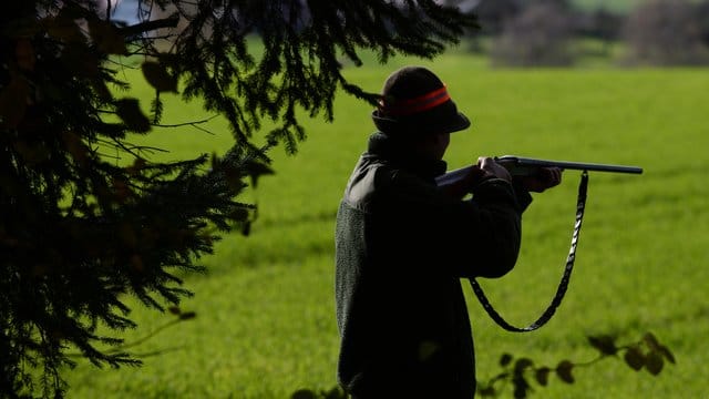 Ein Jäger steht während einer Treibjagd mit seinem Gewehr schussbereit am Waldrand. Ein Jäger steht während einer Treibjagd mit seinem Gewehr schussbereit am Waldrand.