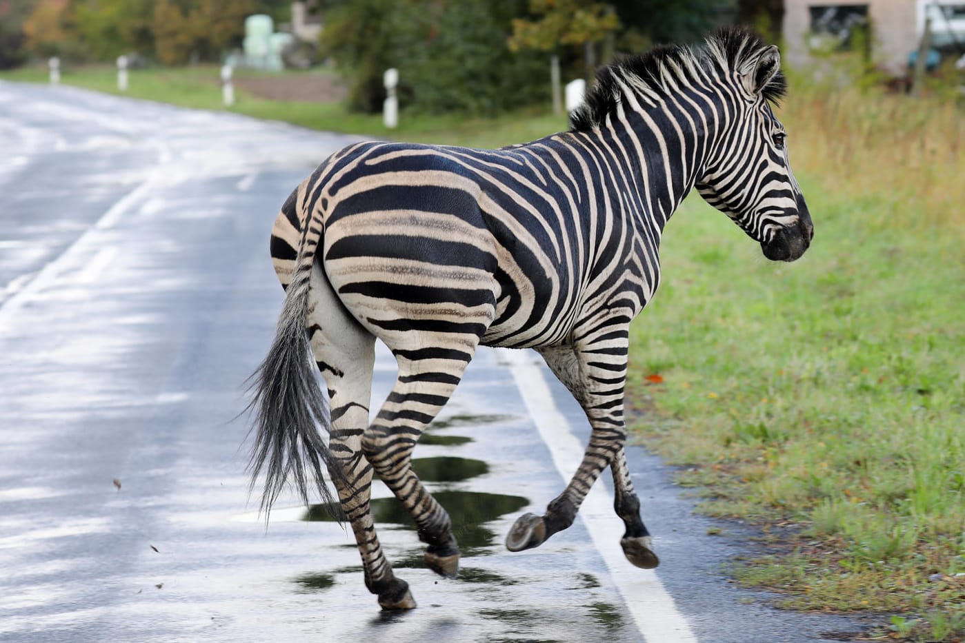 Thelkow: Pumba rennt über eine Straße.