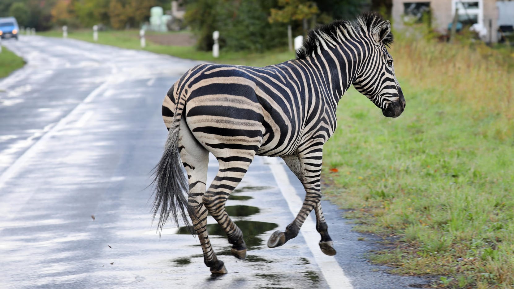 Thelkow: Pumba rennt über eine Straße.