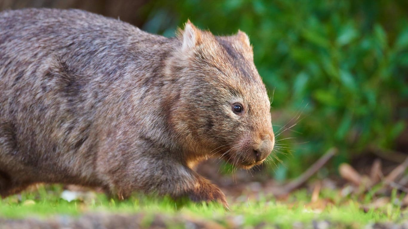 Ein Wombat: Die Tiere stehen in Australien unter Schutz. (Symbolbild)