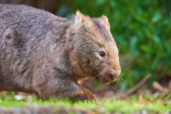 Ein Wombat: Die Tiere stehen in Australien unter Schutz. (Symbolbild)