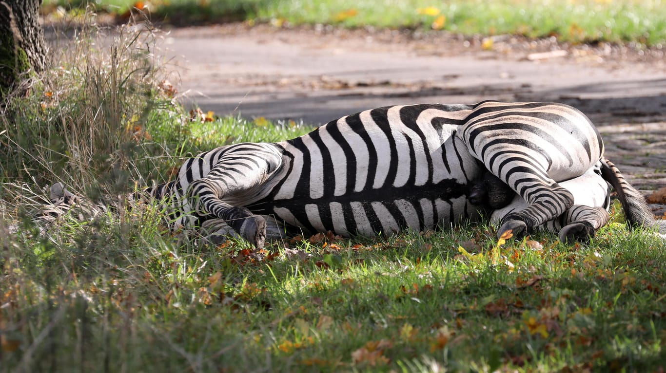 Liepen: Das Zebra Pumba liegt erschossen am Straßenrand.