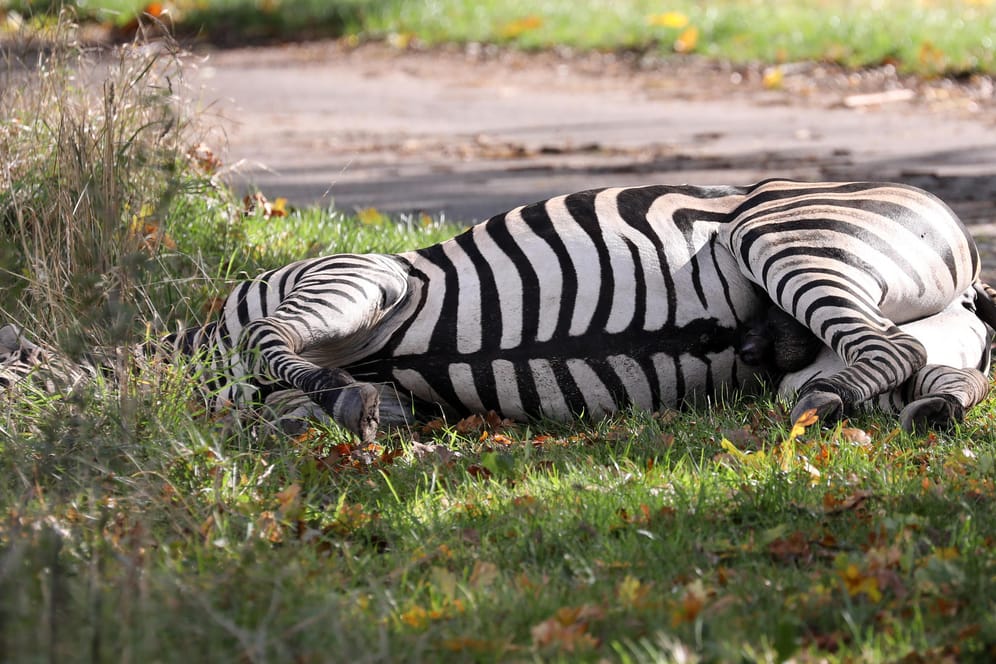 Liepen: Das Zebra Pumba liegt erschossen am Straßenrand.